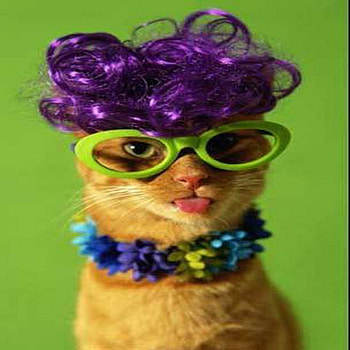 crazy, colorful, necklace, glass, cat, funny, tongue, hair HD wallpaper