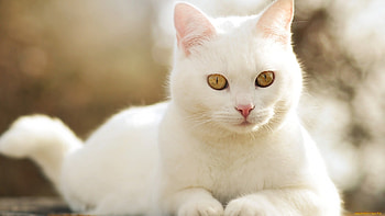 Pure white fur, Snowy white cats, White cat elegance, Serene and peaceful felines HD wallpaper