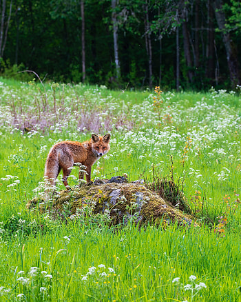 Animals, Grass, Fox, Muzzle, Predator, Animal HD phone wallpaper
