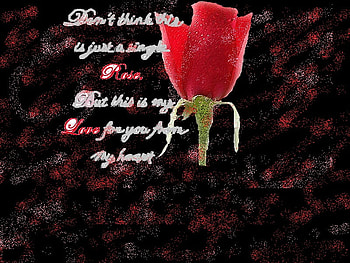 Rose of true love, rose, pink, black, love, red HD wallpaper