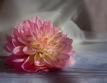 Soft pink tenderness, tenderness, pink, flower, soft pink, water drops, beauty HD wallpaper