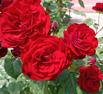 Red roses, Roses, Flowers, Pretty, Red, Beautiful HD wallpaper