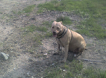 I AM TIRED, dog, american, canine, pit bull HD wallpaper