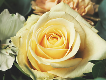 Flowers, Rose Flower, Rose, Petals, Bud HD wallpaper