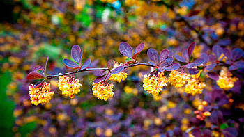 Nature, Flowers, Leaves, Bloom, Flowering, Branch HD wallpaper