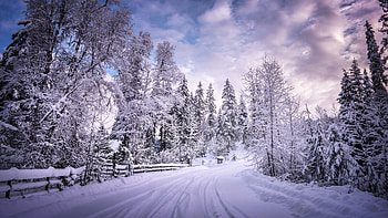 Winter Road Snow Trees White, winter, road, snow, trees, white HD wallpaper