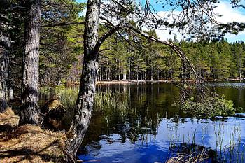 Finland travels, Northern beauty, Serene landscapes, Enchanting nature HD wallpaper