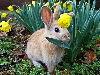 Bunny, bunnies, animals HD wallpaper