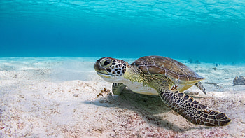 turtle , Background , Sea turtle HD wallpaper