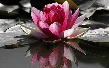 Plants, Flowers, Lilies HD wallpaper
