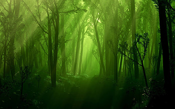 Enchanted Forest - Inn HD wallpaper