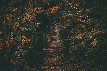 Nature, Trees, Autumn, Path, Foliage HD wallpaper