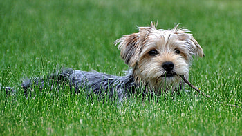 Yorkshire Terrier, , Dog breed info HD wallpaper