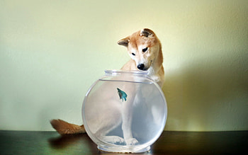 Animals, Dog, Aquarium, Small Fish, Fishy HD wallpaper