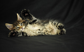 Animals, Fluffy, Kitty, Kitten, To Lie Down, Lie, Spotted, Spotty HD wallpaper