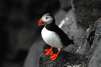 Animals, Rock, Bird, Sit, Beak, Cul-De-Sac, Dead End, Atlantic HD wallpaper