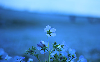 Plants, Flowers HD wallpaper