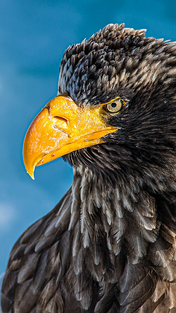 Steller's sea eagle, Eagles HD phone wallpaper