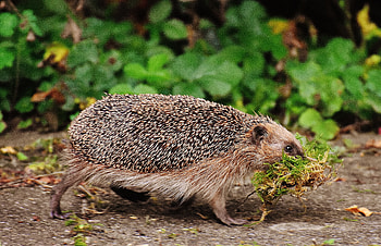 Animals, Stroll, Moss, Thorns, Prickles, Hedgehog HD wallpaper