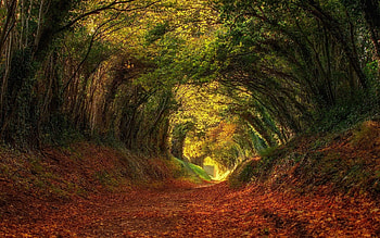 Path in the woods, autumn, summer, anture, Path HD wallpaper