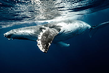 A stunning view of a humpback whale gracefully swimming underwater in the clear blue waters of Tonga. HD wallpaper