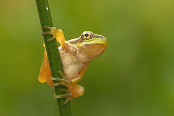 Frog, yellow, green, broasca, cute HD wallpaper