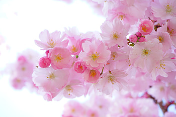 Japanese cherry, blossom, flowers, spring HD wallpaper