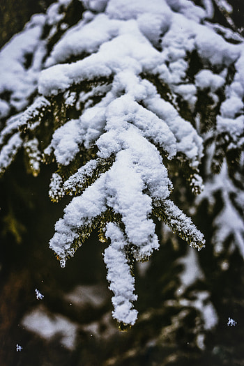 Nature, Snow, Blur, Smooth, Branch, Snow Covered, Snowbound HD phone wallpaper