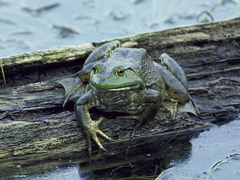 WAZUP SAYS BULL FROG, cool, water, green HD wallpaper