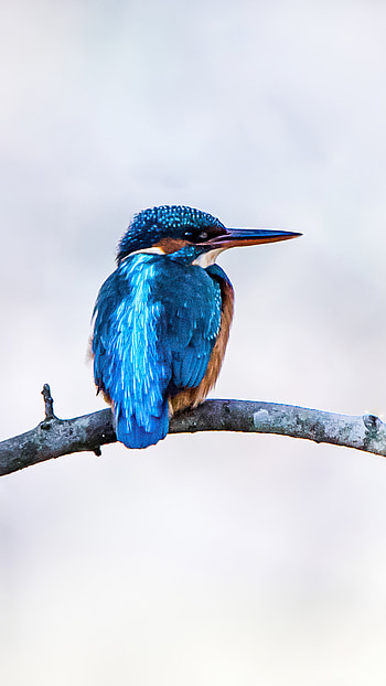 River kingfisher, Sony Xperia, , Backgrounds HD phone wallpaper