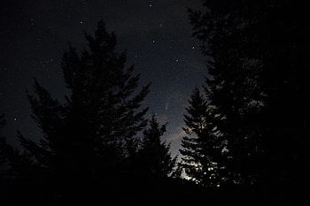 Nature, Stars, Night, Starry Sky, Spruce, Fir HD wallpaper
