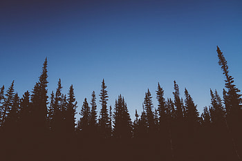 Nature, Trees, Sky, Twilight, Dark, Dusk HD wallpaper