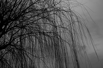 Dark, Wood, Tree, Branches, Bw, Chb, Willow HD wallpaper