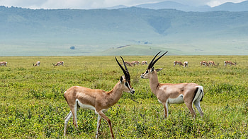 Adult Male Grants Gazelles, Ngorongoro Crater, Tanzania HD wallpaper