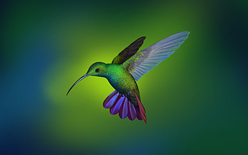 Hummingbird, blur, art, flight HD wallpaper