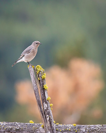 Animals, Bird, Log, Gray Flycatcher, Grey Flycatcher HD phone wallpaper