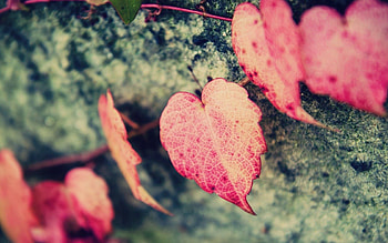 Leaves, Pink, Macro, Form, Heart, Leaflets HD wallpaper