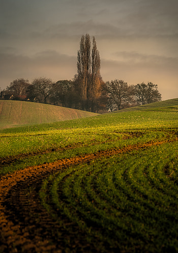 Nature, Trees, Hills, Arable Land HD phone wallpaper
