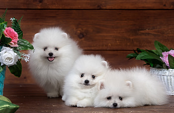 Siblings, Pomeranians HD wallpaper