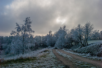Winter, Nature, Trees, Road, Frost, Hoarfrost HD wallpaper