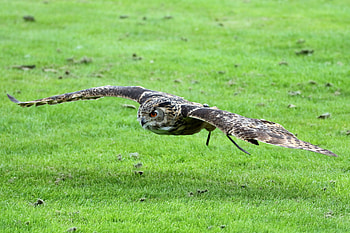Animals, Owl, Bird, Predator, Eagle Owl, Eurasian Eagle Owl, Eurasian Owl HD wallpaper