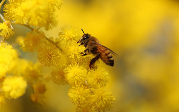 bee , Nature's marvel, Detailed beauty, Visual delight HD wallpaper