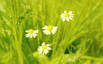 Plants, Flowers HD wallpaper