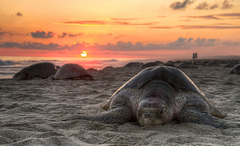 Animals, Sunset, Sky, Sand, Shore, Bank, Turtle HD wallpaper