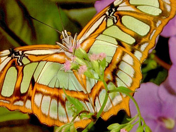 Butterfly, wings, flowers HD wallpaper