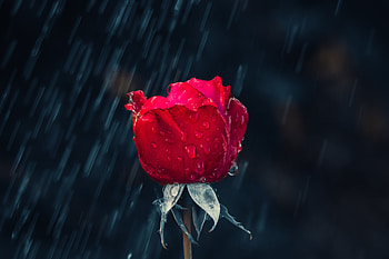 Flowers, Rain, Drops, Rose Flower, Rose, Bud, Moisture HD wallpaper