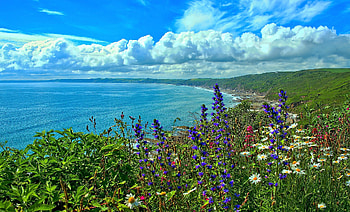 Coast of Cornwall, sky, flowers, england, sea coast HD wallpaper