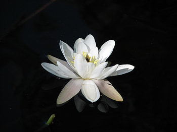 Flowers, Water, Night, Reflection, Water Lily HD wallpaper
