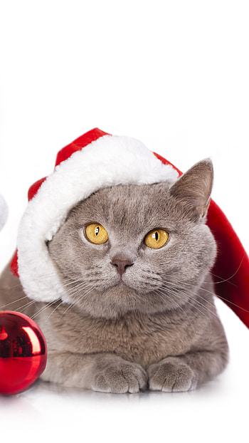 Cristmas, British Shorthair HD phone wallpaper