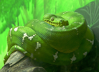 Emerald Tree Boa, snake, concealment, green, reptile HD wallpaper